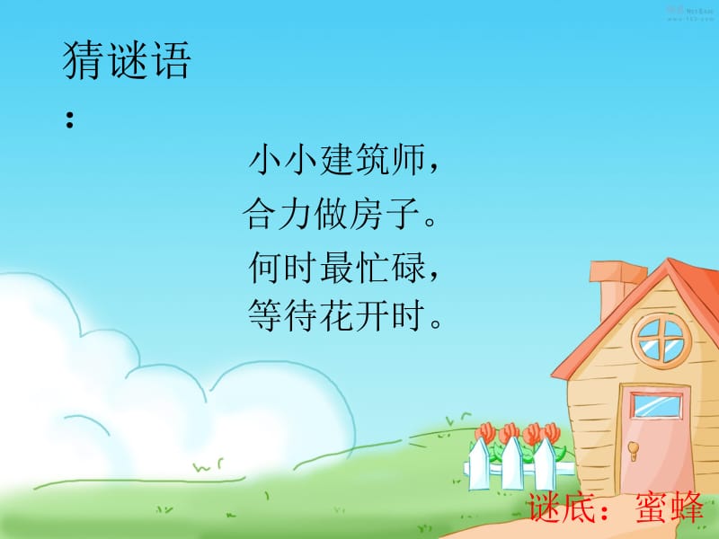 蜜蜂课件.ppt_第2页