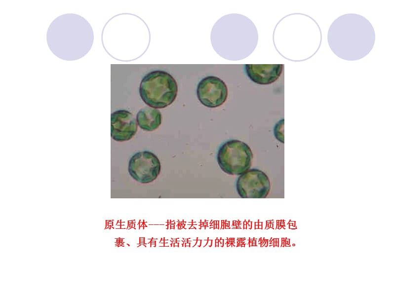 修改第八章原生质体培养和融合ppt课件.ppt_第3页