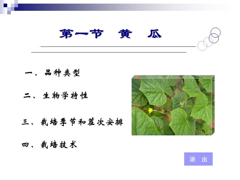 一节黄瓜.ppt_第1页