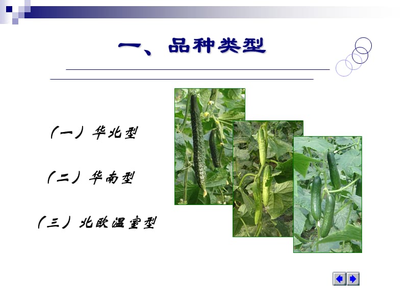 一节黄瓜.ppt_第2页