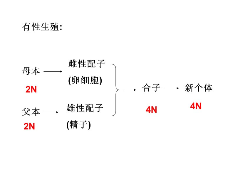 有性生殖.ppt_第1页