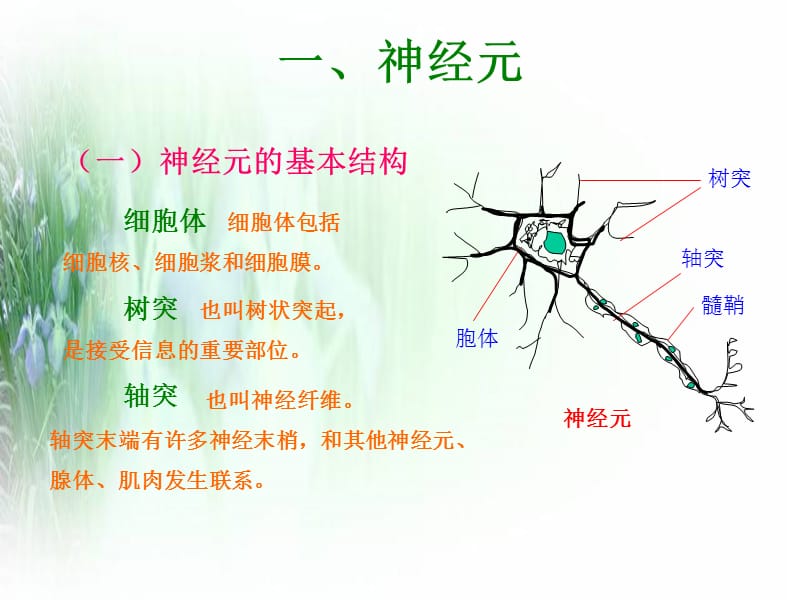 心理的生理基础.ppt_第2页