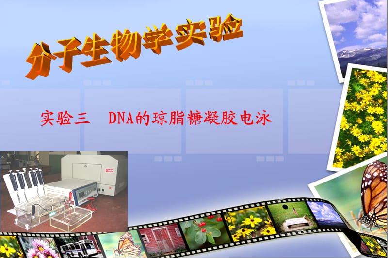 实验三DNA的琼脂糖凝胶电泳1.ppt_第1页