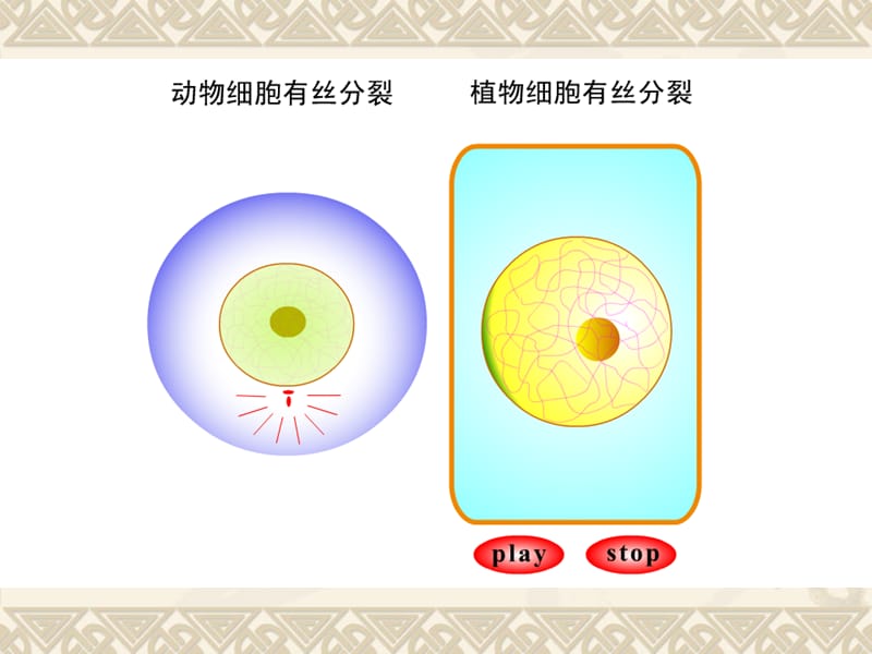 有丝与减数ppt课件.ppt_第3页