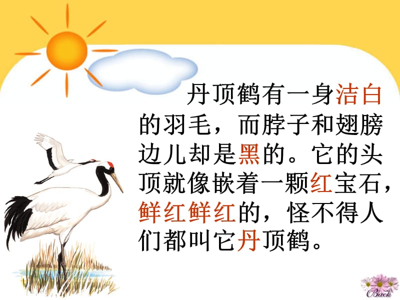 美丽的丹顶鹤.ppt_第3页