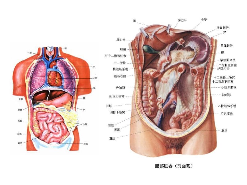 病毒性肝炎的预防和治疗.ppt_第2页