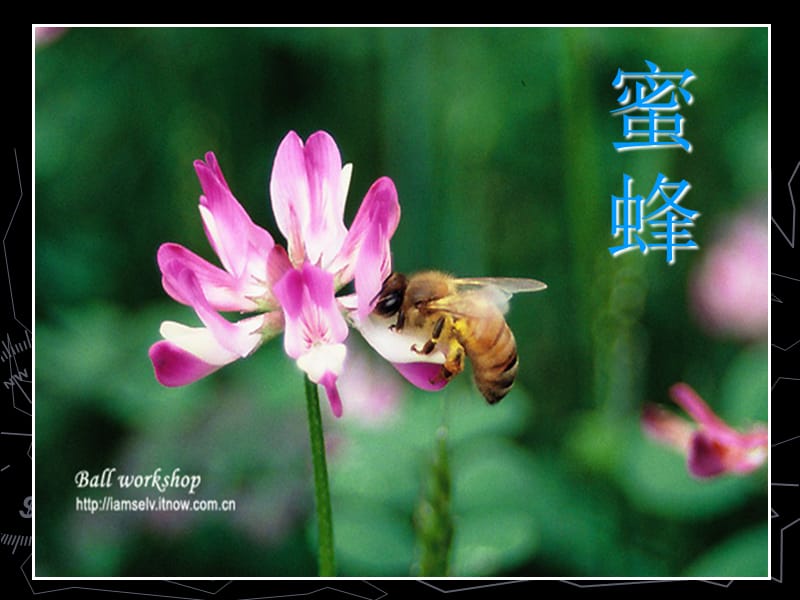 蜜蜂09.ppt_第1页