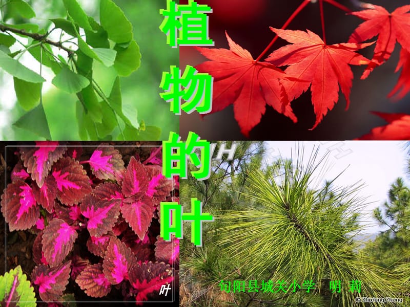 第五课植物的叶.ppt_第1页