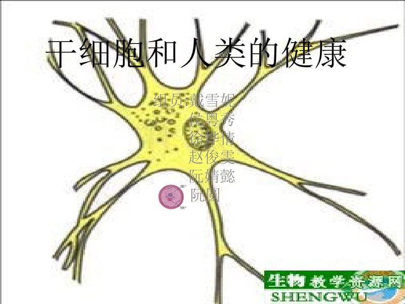 干细胞和人类的健康.ppt_第1页