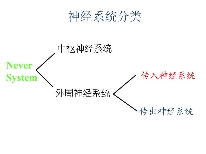 神经系统分类.ppt_第1页