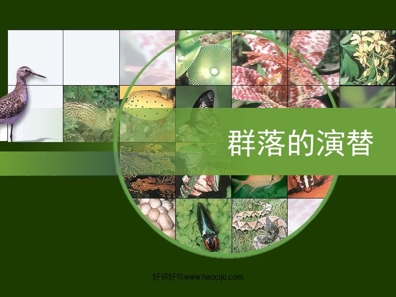 优质课比赛课件群落的演替公开课.ppt_第1页