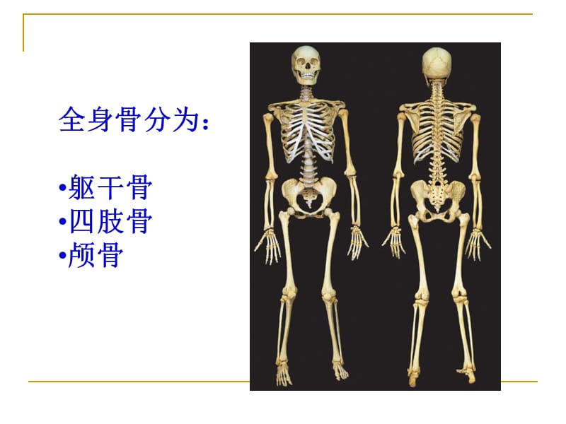 第一章骨学V.ppt_第2页