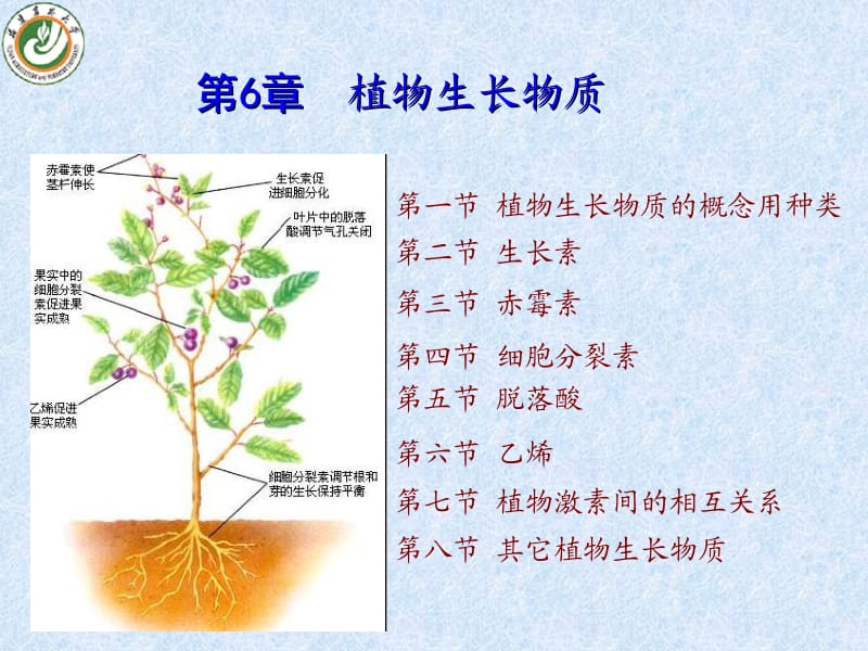 第6章 植物生长物质.ppt_第1页