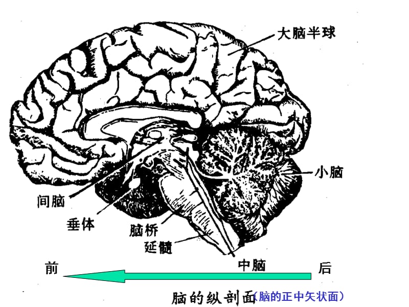 第七章儿童神经系统结构功能及发育1和2.ppt_第2页