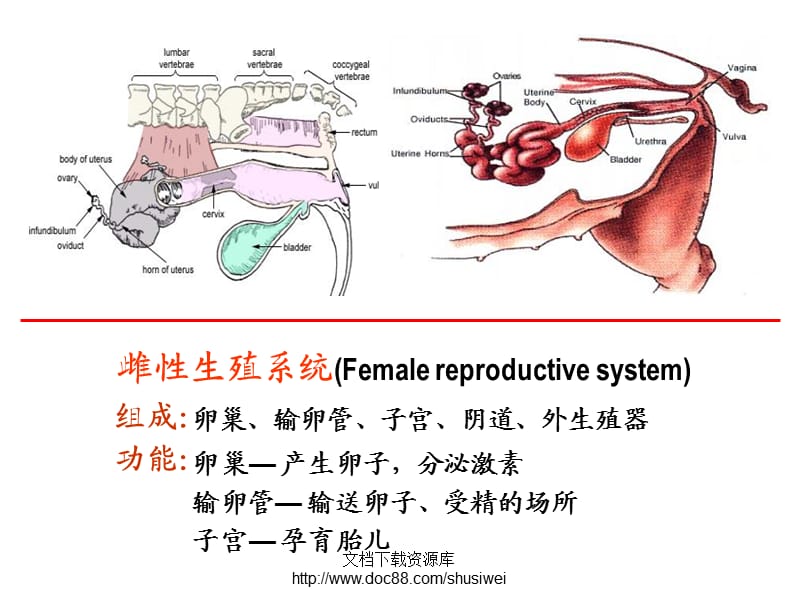 组胚生殖系统课件.ppt_第2页