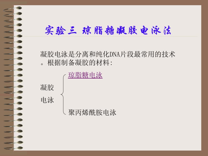 琼脂糖凝胶电泳5.ppt_第1页