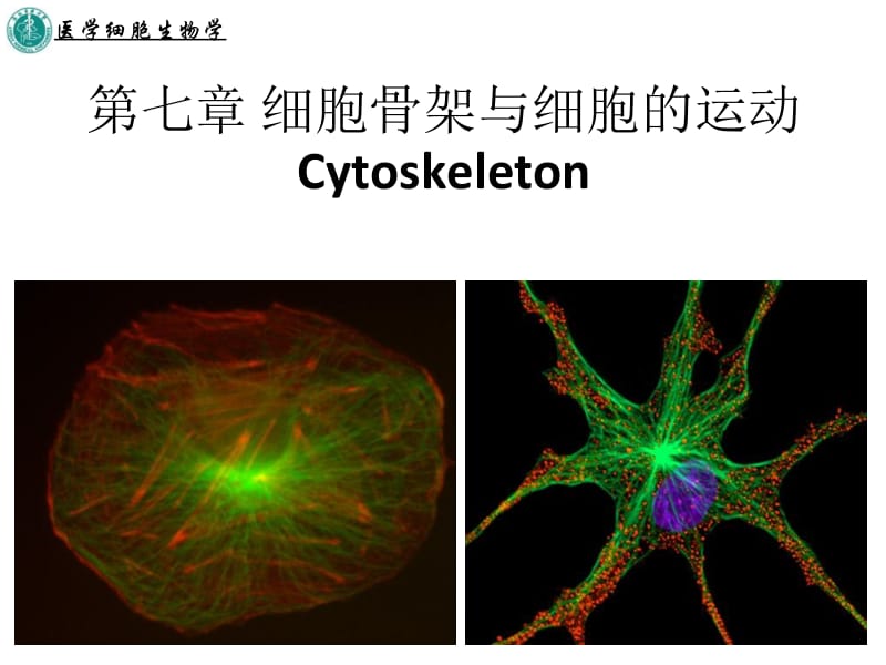 第七章细胞骨架与细胞的运动.ppt_第1页