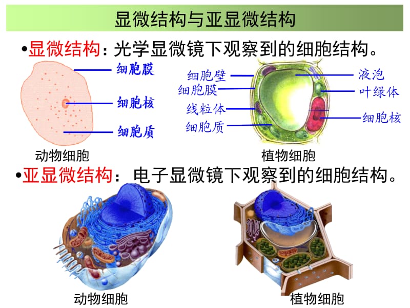 细胞器讲解一轮复习必修一.ppt_第2页