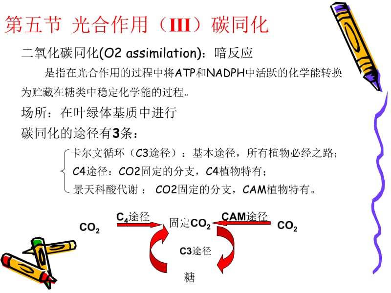 第三章光合作用3植物生理学.ppt_第2页