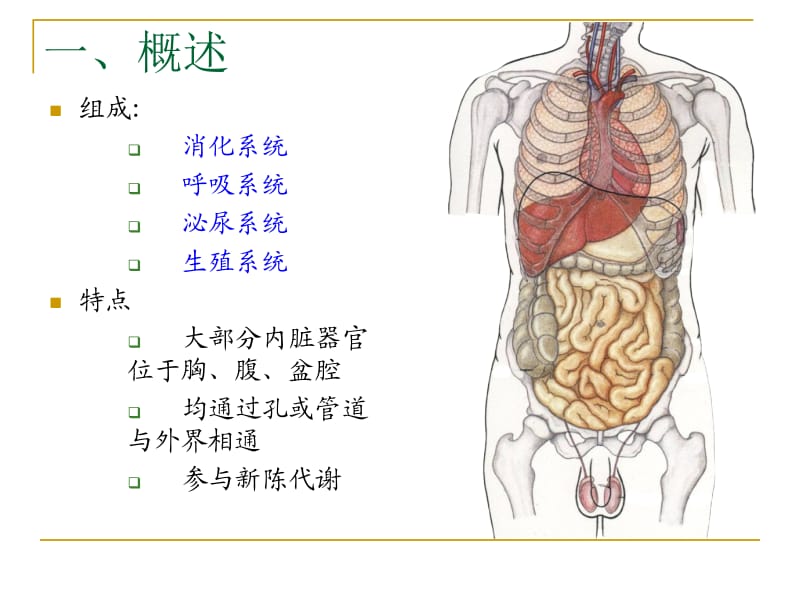 第三讲内脏总论消化系统.ppt_第2页