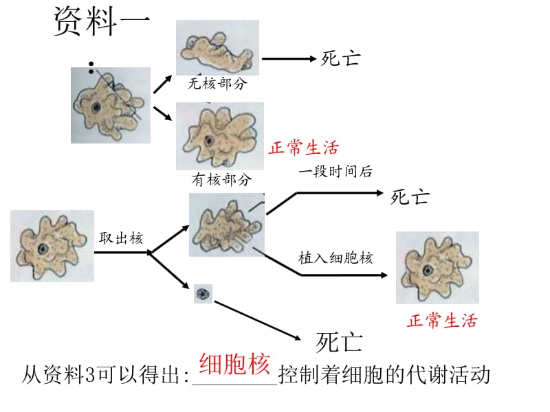 细胞核和生物膜系统李肖军制.ppt_第2页