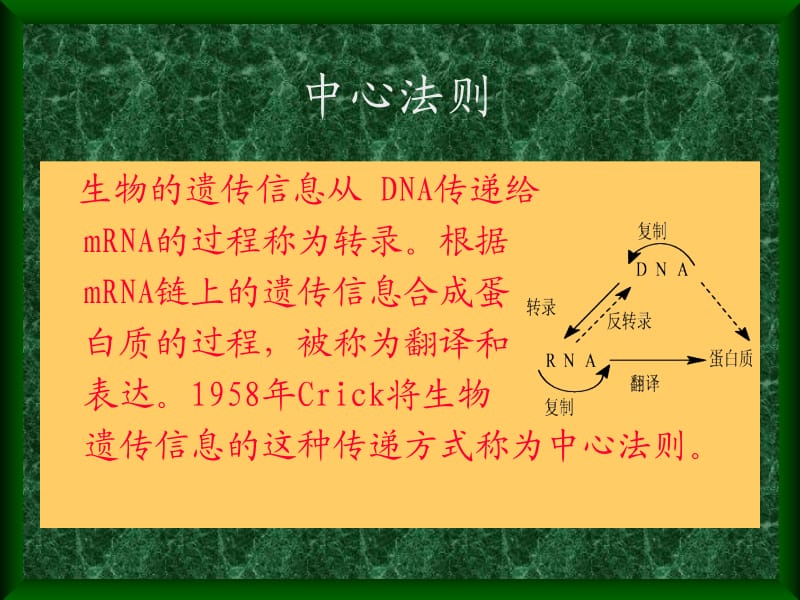 第九章 核酸的生物合成.ppt_第2页