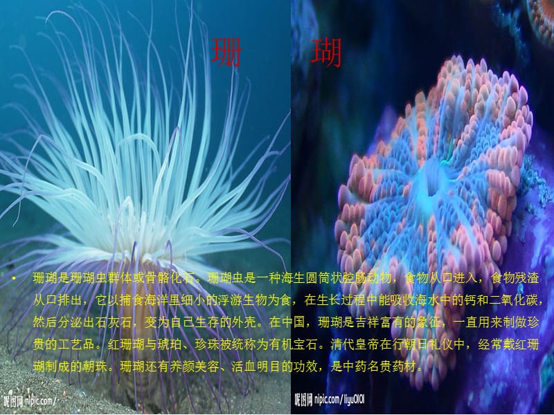 寻找有生命的物体.ppt_第3页