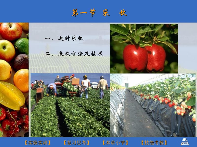 果蔬贮运与加工.ppt_第2页