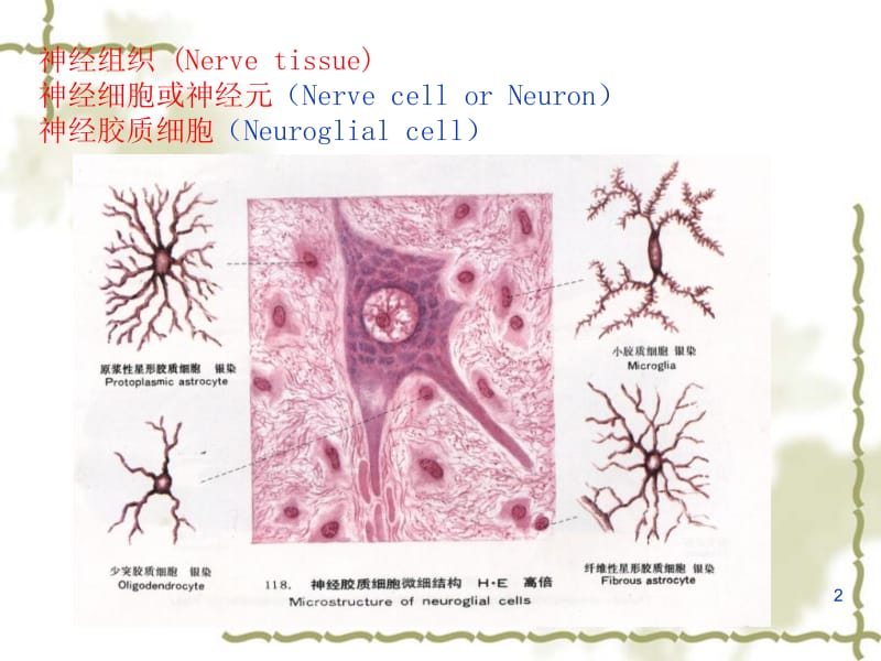 第7章神经组织第8章神经系统.ppt_第2页