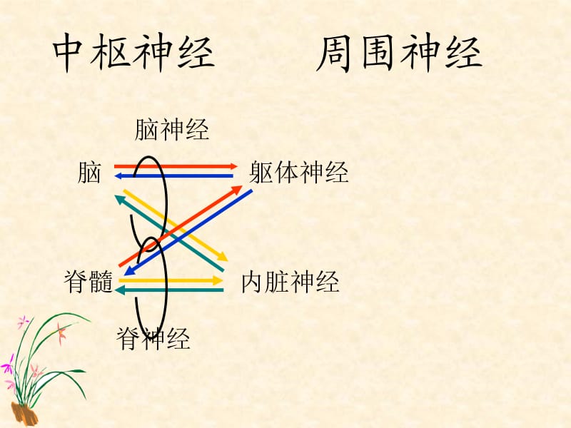 神经系统图解.ppt_第1页