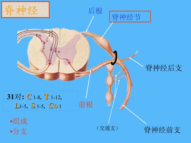 神经系统图解.ppt_第2页