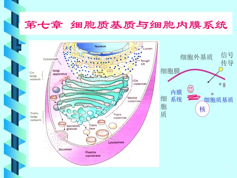 第7章细胞质基质与细胞内膜系统.ppt_第1页