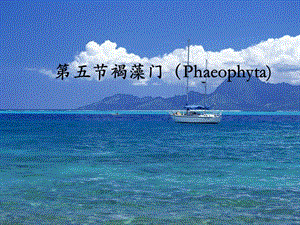 第4章3褐藻门Phaeophyta.ppt