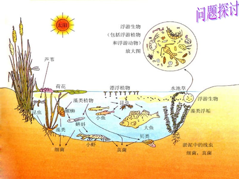 第3节群落的结构.ppt_第2页