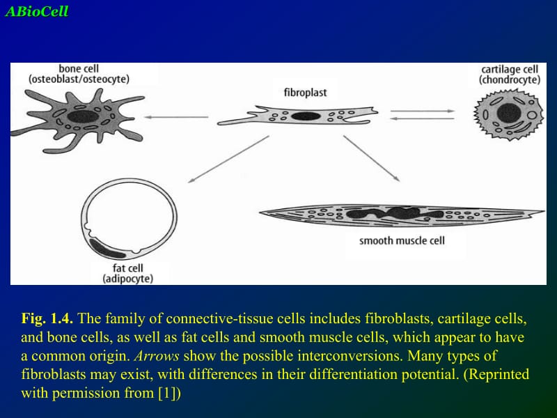 第五章肿瘤形态结构.ppt_第2页