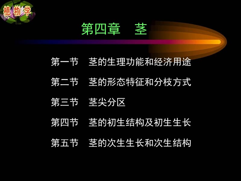 第四章第二节茎.ppt_第1页