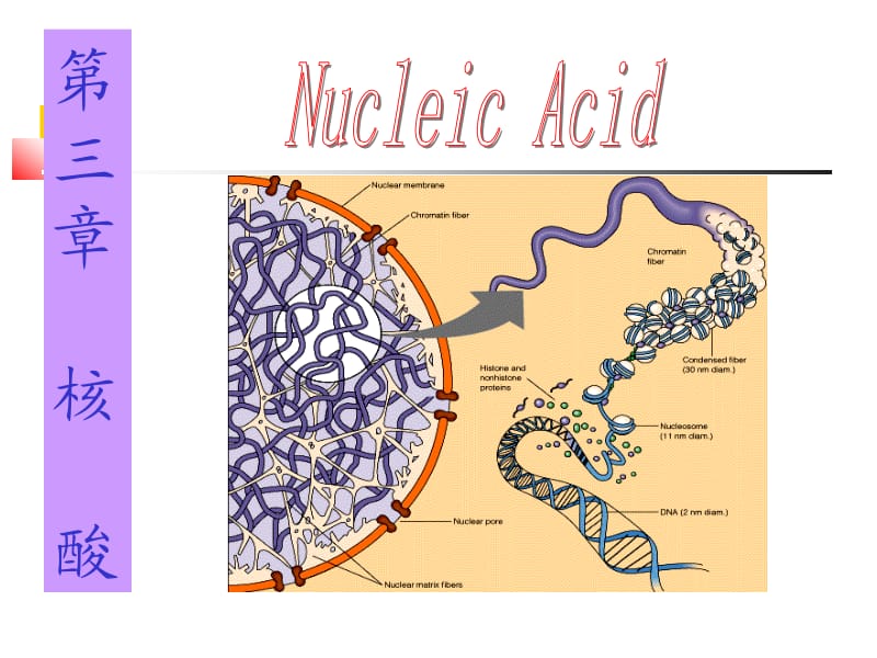 第三章2010-核酸.ppt_第1页