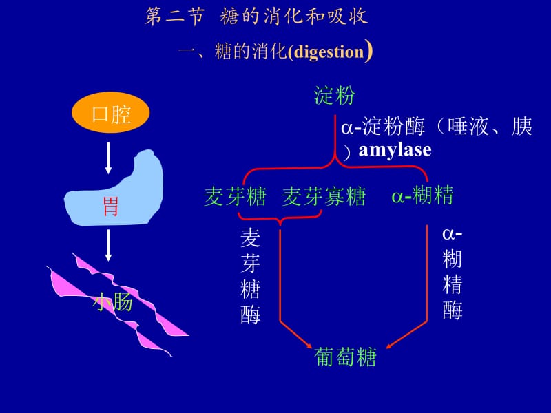 第二章糖代谢.ppt_第2页