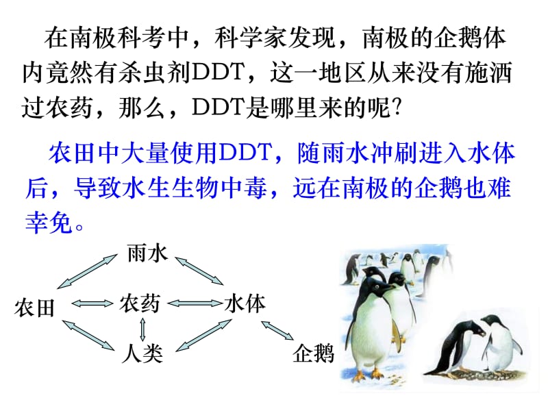 第一节生态系统的结构.ppt_第2页