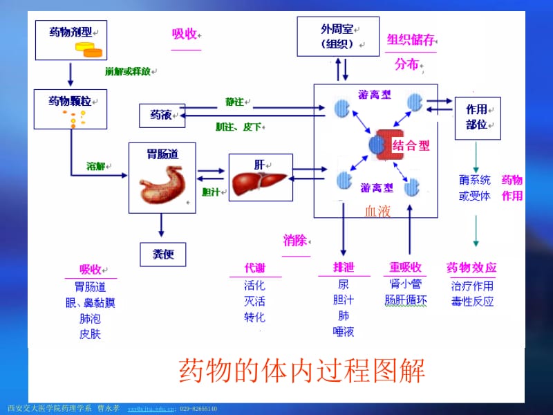 第三章药物代谢动力学第一节.ppt_第2页