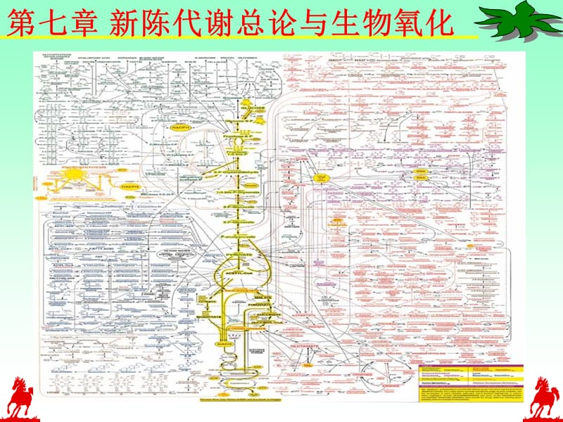 第七章新陈代谢总论.ppt_第1页