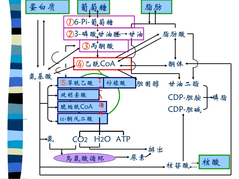 物质代谢的相互联系与调控.ppt_第2页