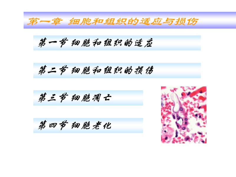 第一章细胞和组织的适应与损伤.ppt_第1页