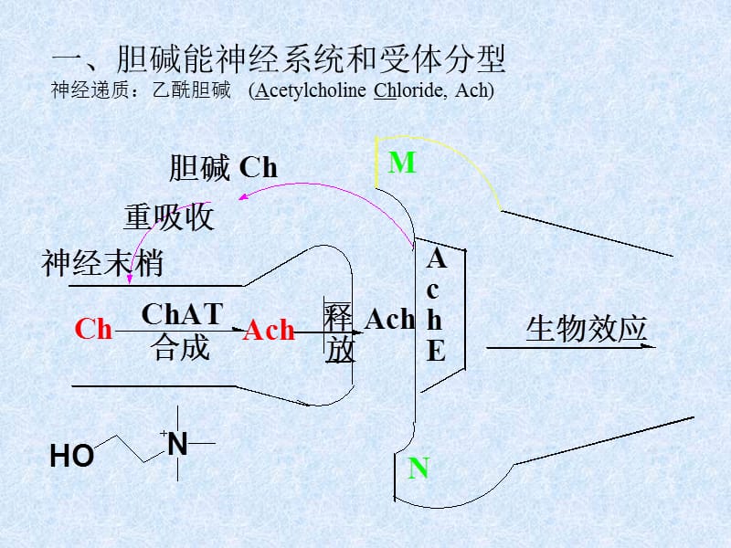 第七章乙酰胆碱.ppt_第2页