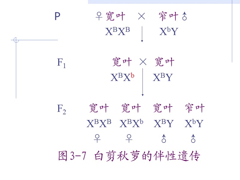 第3讲性别决定与性相关遗传B.ppt_第1页