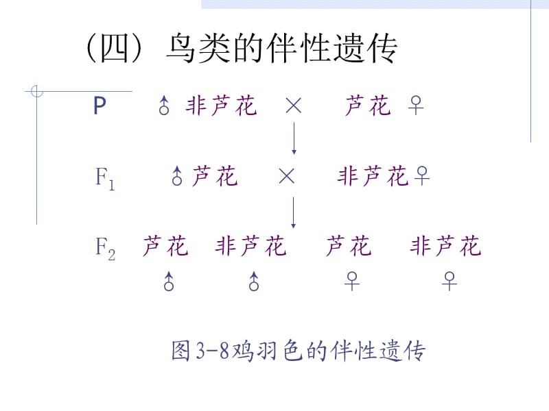 第3讲性别决定与性相关遗传B.ppt_第2页