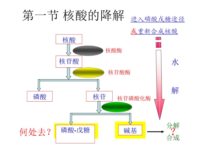 第九章核酸的降解和核苷酸的代谢.ppt_第2页