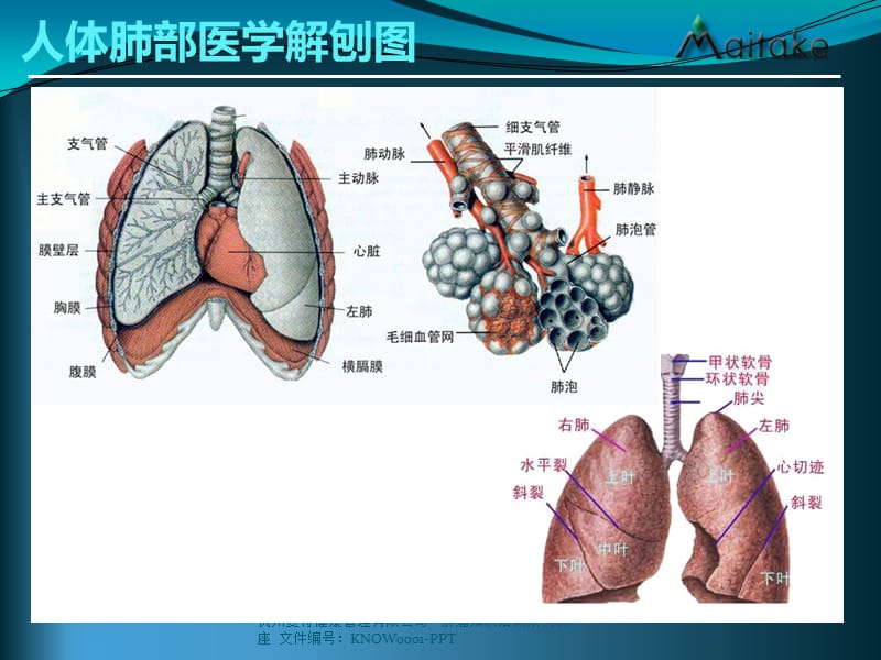 肺癌基础知识科普.ppt_第2页