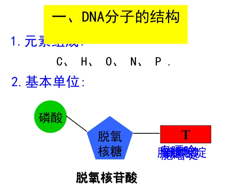 第三章第2-4节—DNA分子的结构,复制,基因本质.ppt_第2页