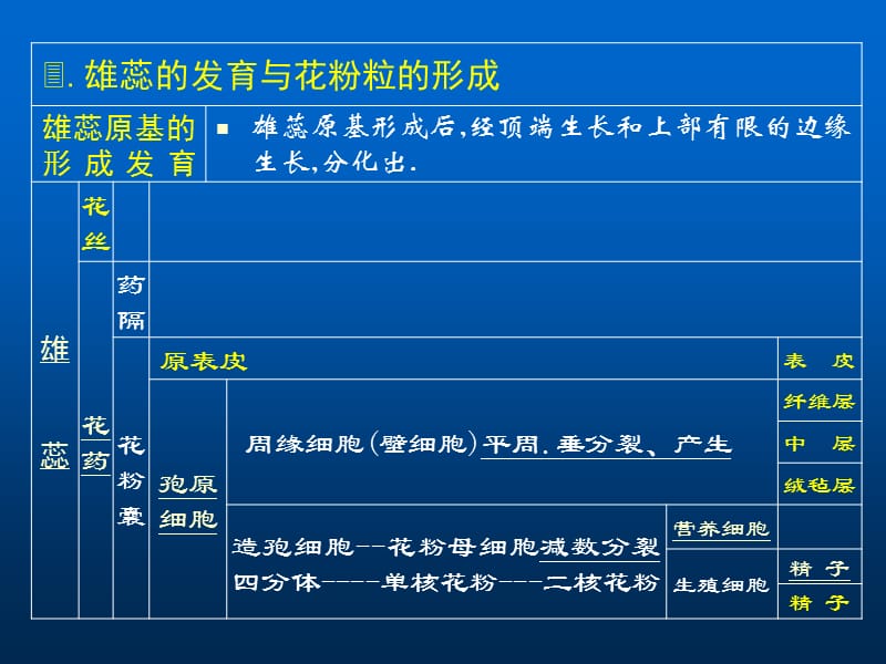 雄蕊原基形成后经顶端生长和上部有限的边缘生长分化出.ppt_第1页